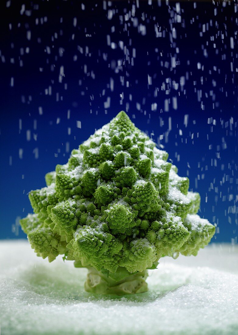 Romanesco broccoli in Christmas tree shape sprinkled with sugar (food landscape)