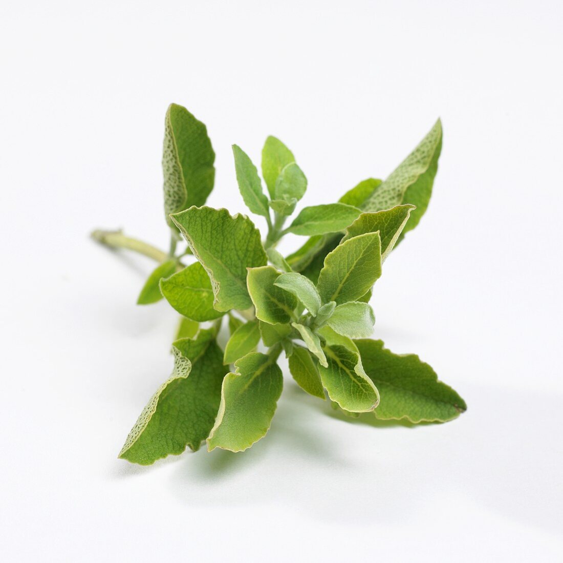 Salbei (Salvia dolomitica)