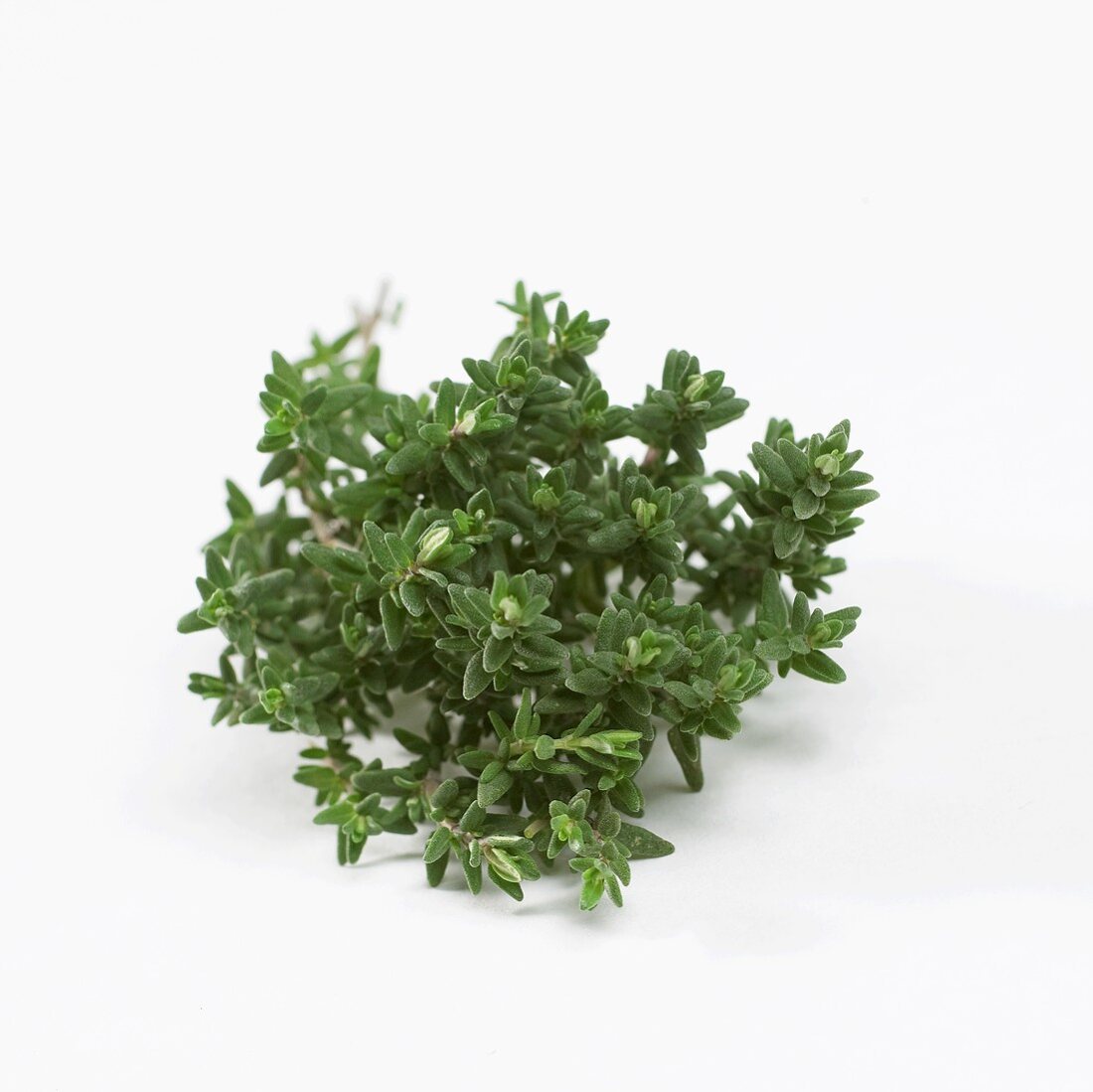 Thyme (Thymus vulgaris)