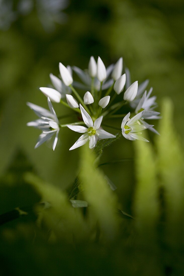 Bärlauchblüte