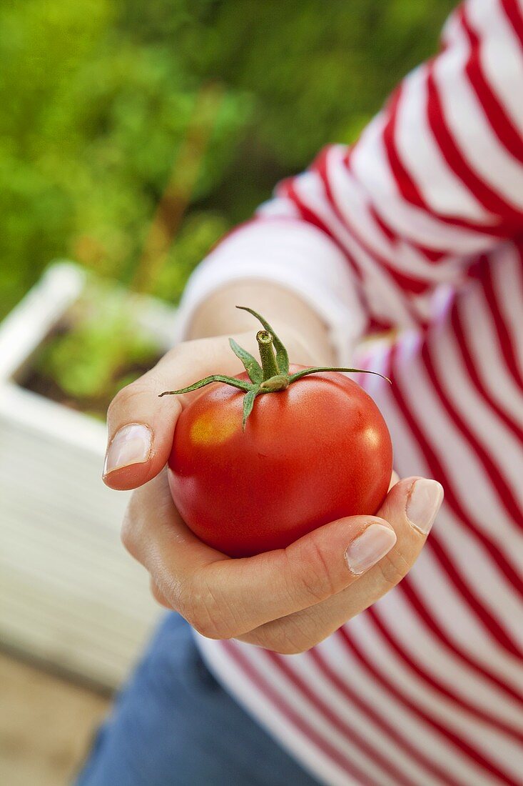 Eine Tomate