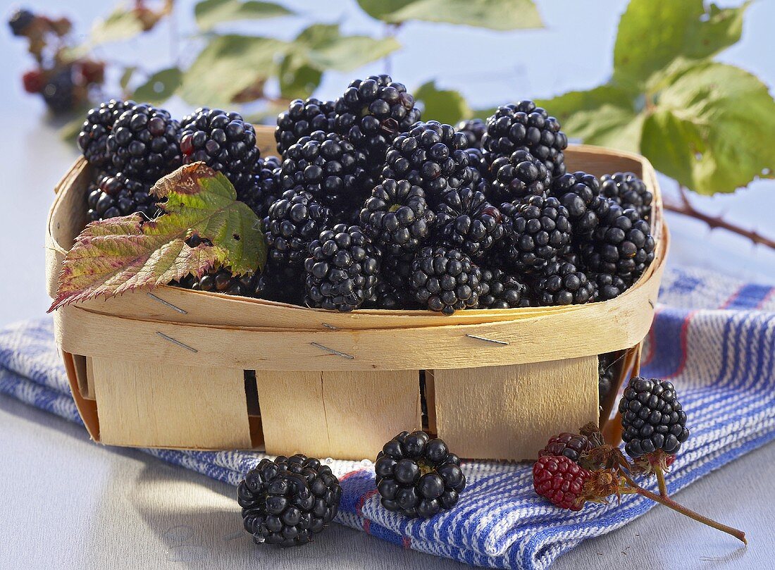 Blackberries in a woven chip basket