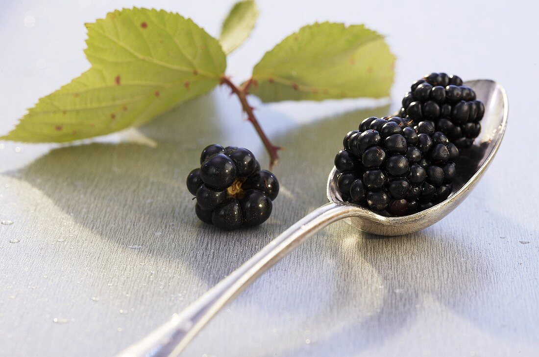 Brombeeren auf einem Löffel und Brombeerblätter