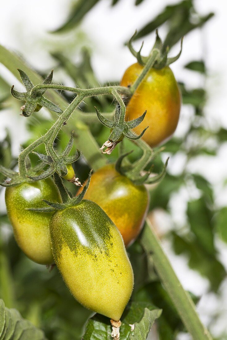 Gelbe Tomaten am Strauch