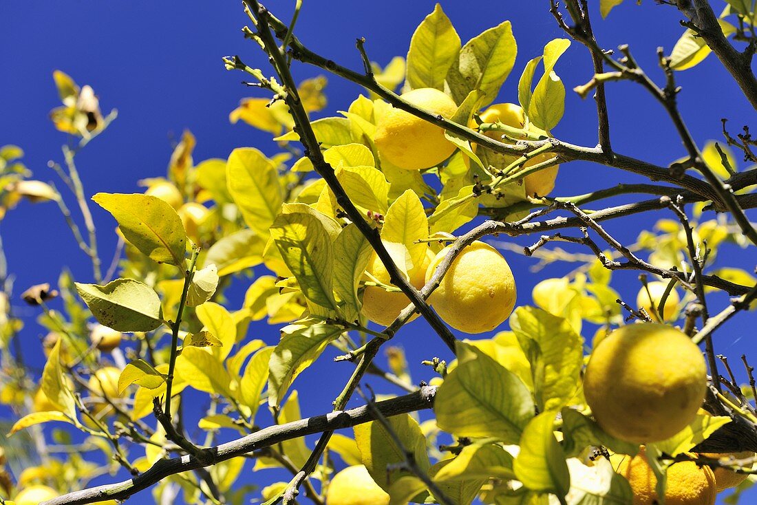 A lemon tree with ripe fruits