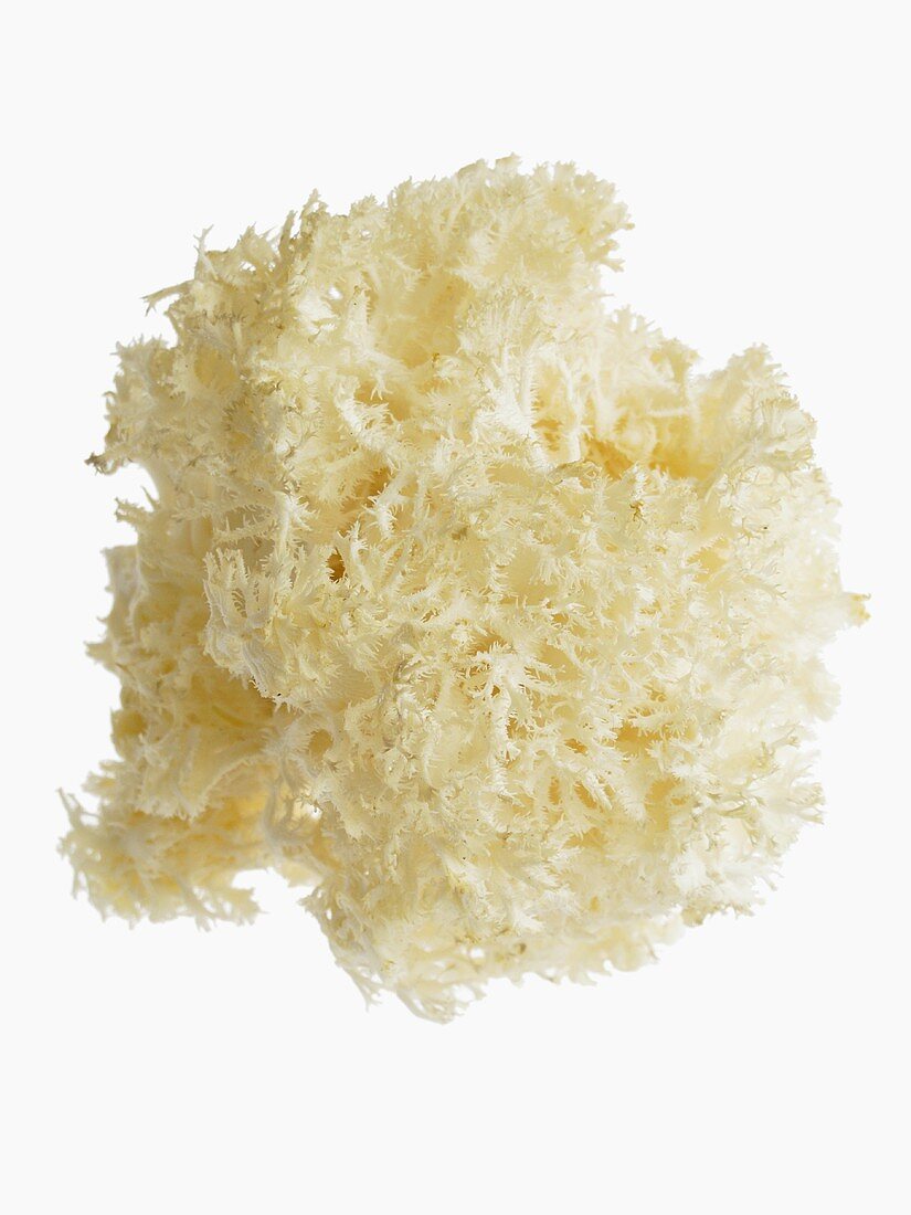 Frisee mushrooms (Hericium coralloides)