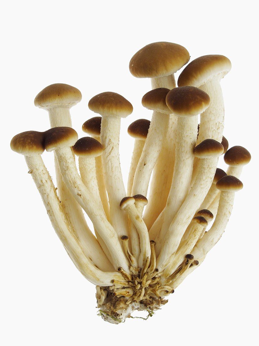 Velvet mushrooms