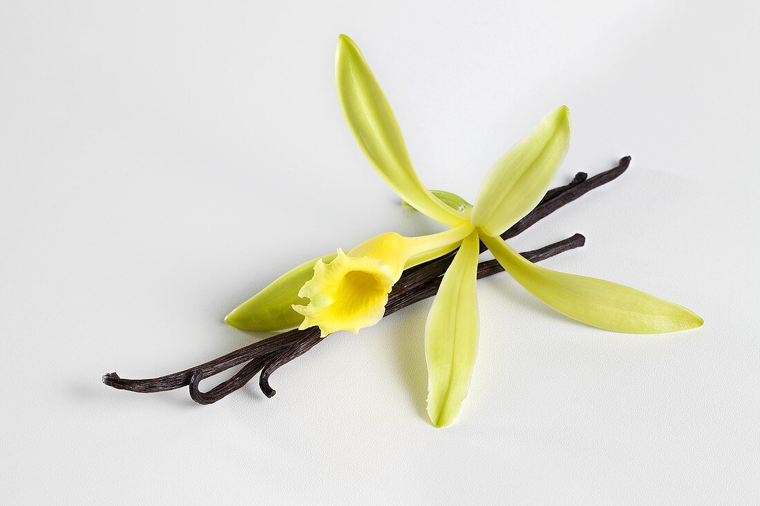 Vanilla blossom with vanilla pod