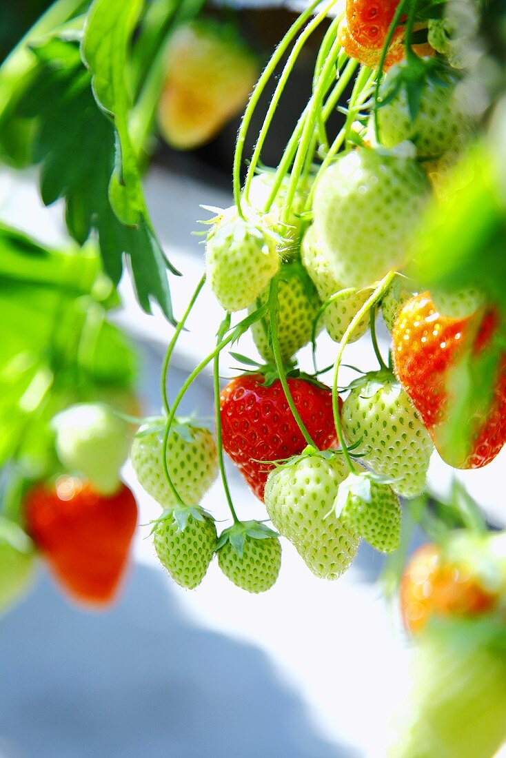 Strawberries on the plant