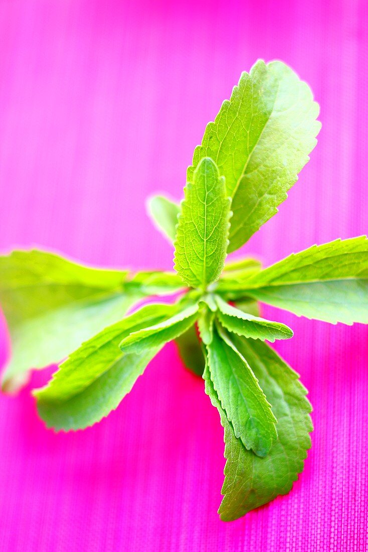 Fresh stevia (Stevia)