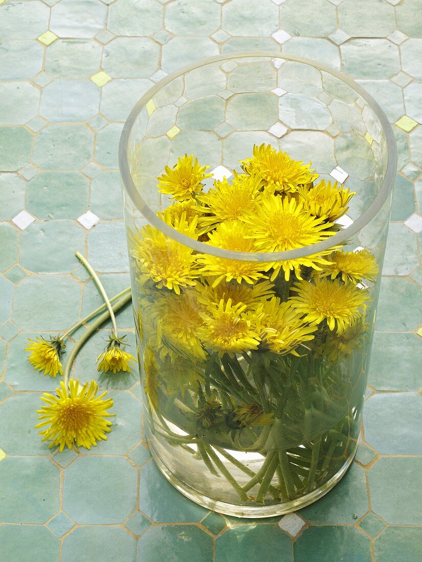 Gelbe Löwenzahnblüten im Glas