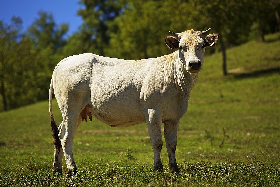 Ein Rind der Rasse Fassone aus dem Piemont auf der Weide