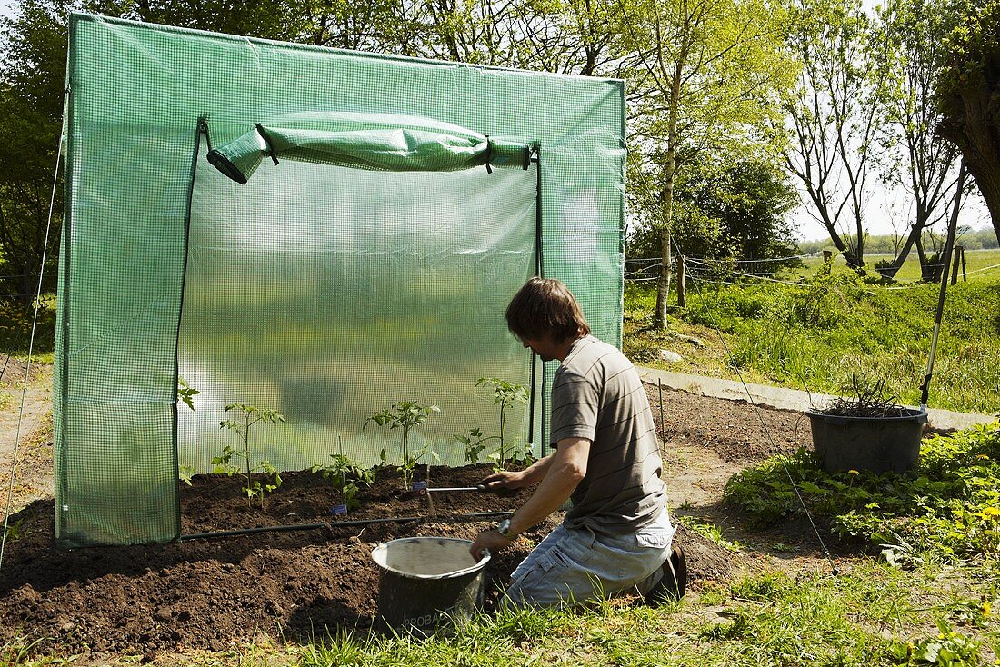 Mann pflanzt Tomaten ins Tomatenhaus