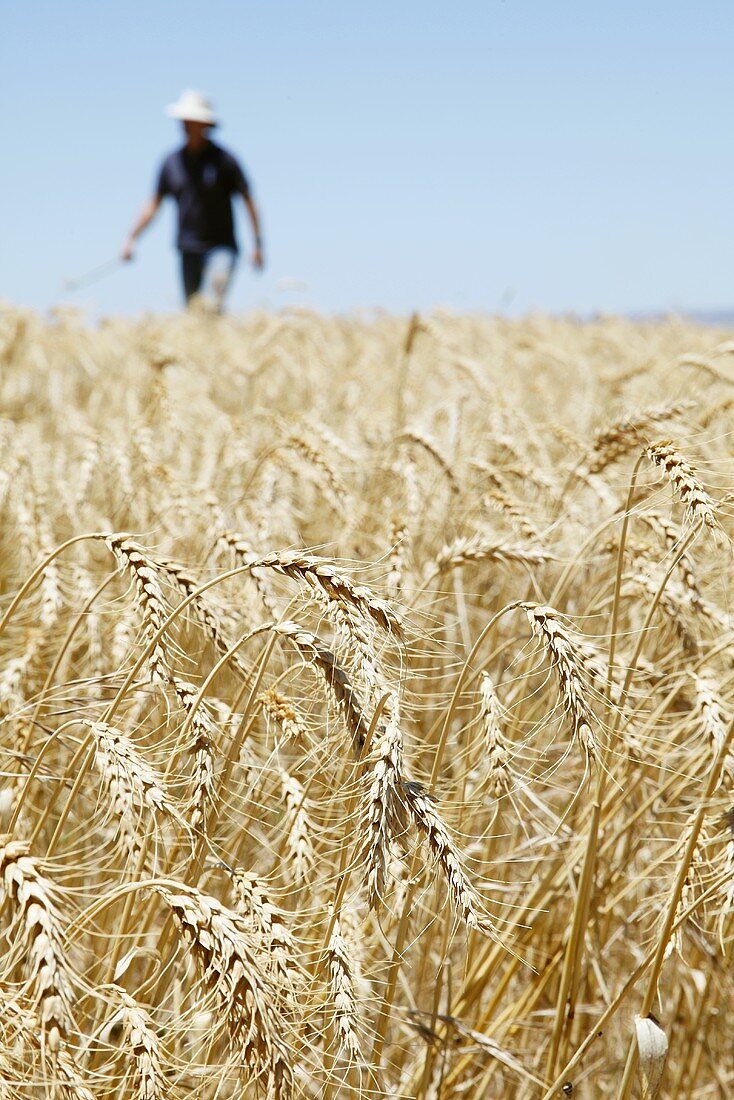 A farmer in a wheat field