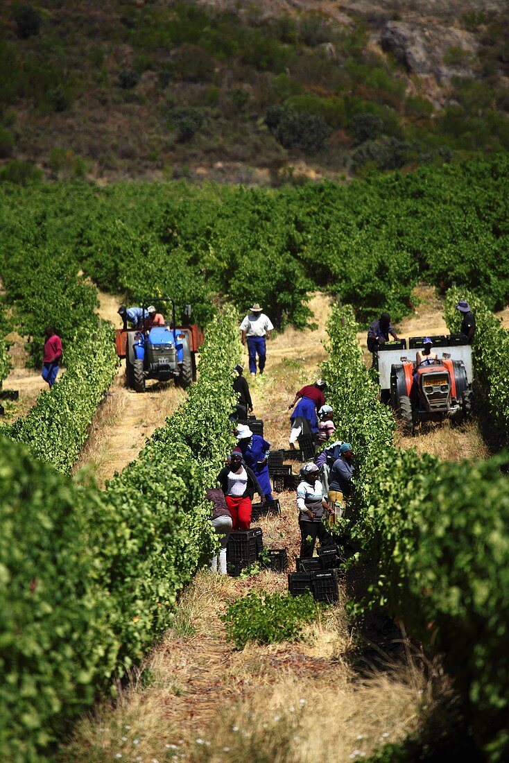 Grape harvest of Chenin Blanc grapes (Vondeling, Paarl, Western Cape, SA)
