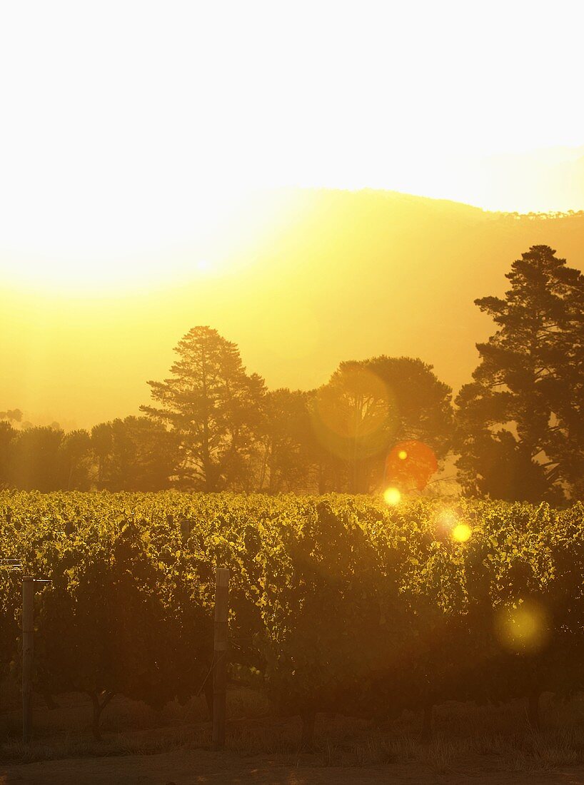 Sunset in the vineyard, Warwick Estate, Stellenbosch, SA