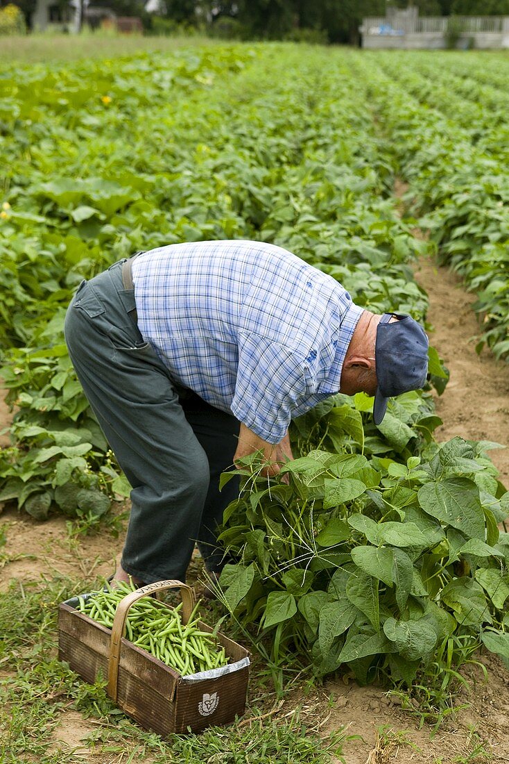 A man picking beans