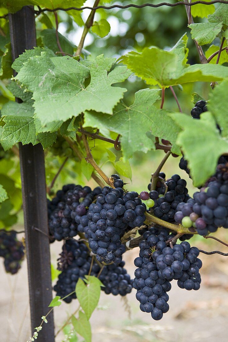 Red Grapes on Vine