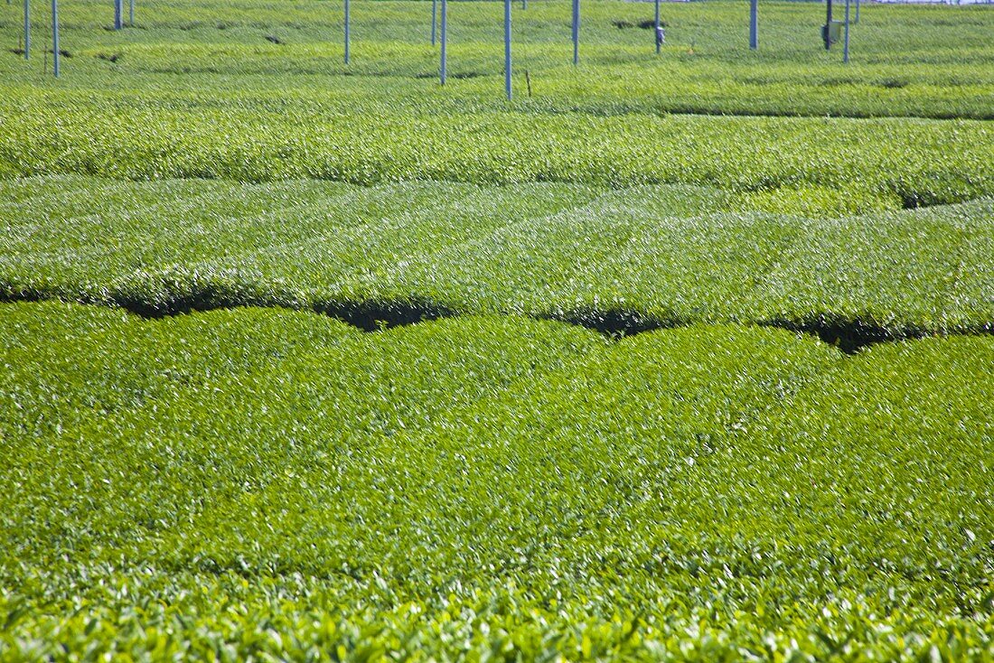 A tea plantation (Shizuoka, Japan)