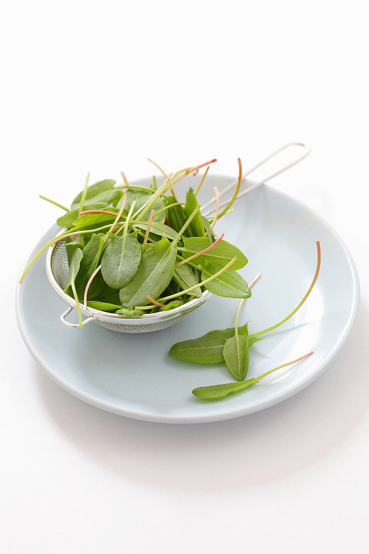 Young sorrel leaves