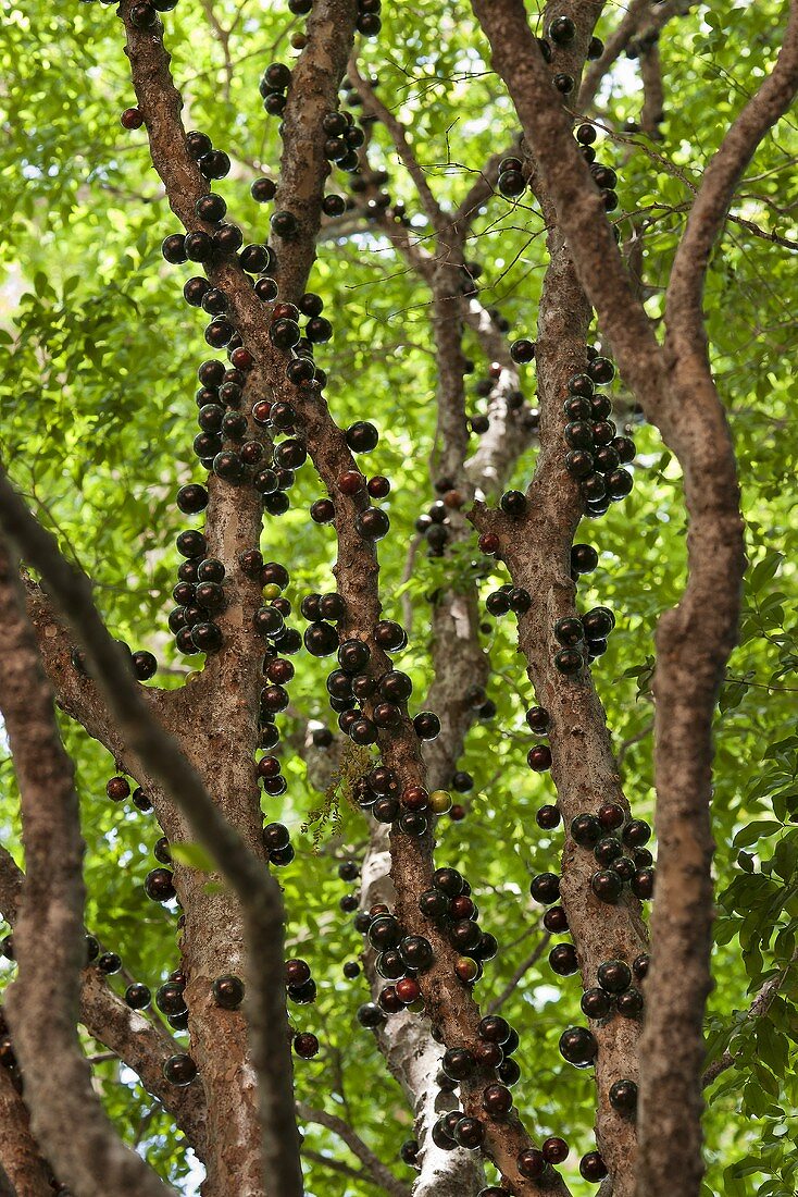 Jabuticaba (tree trunk cherries, Brazil)