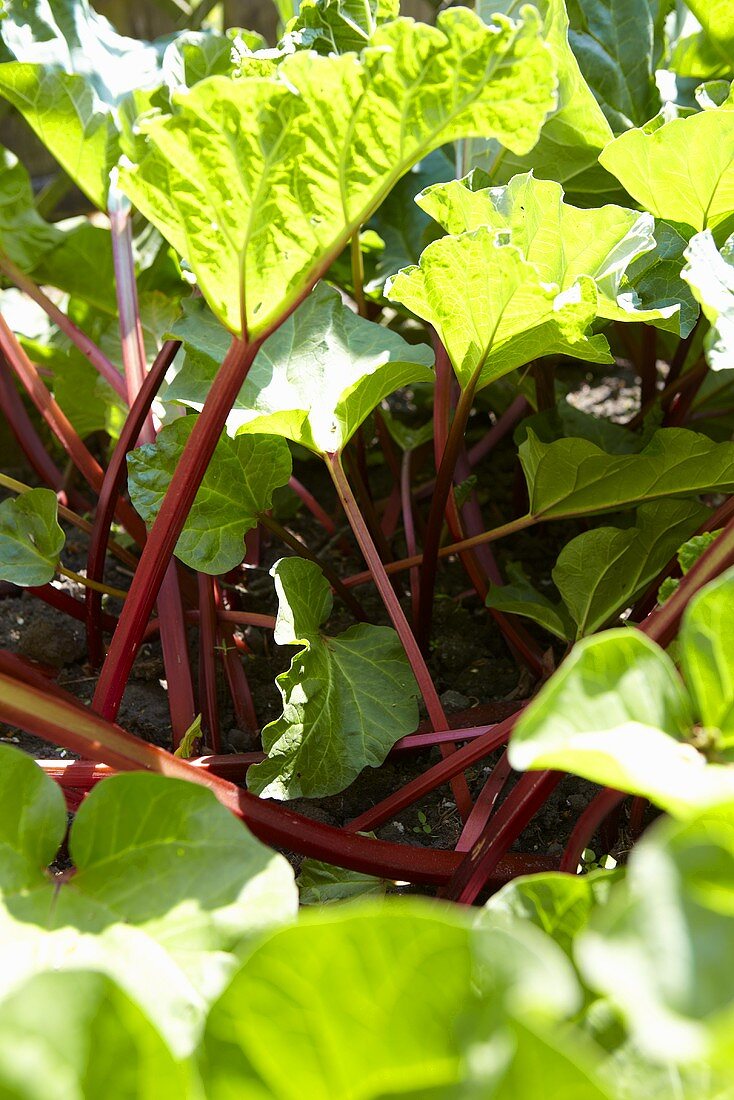 Rhubarb in the garden