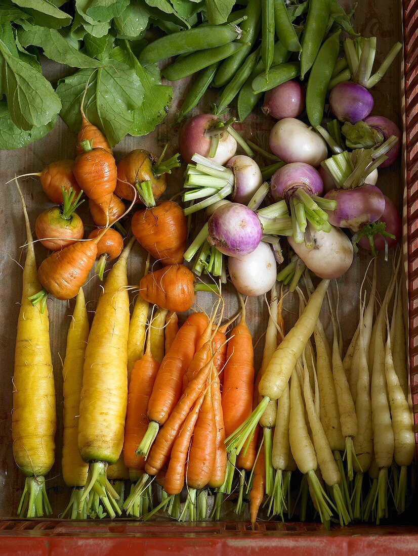 An arrangement of various types of carrots, turnips and peas
