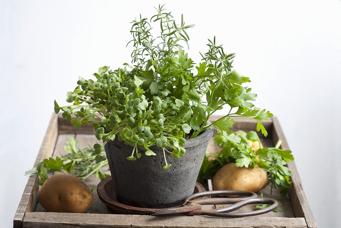 A pot of cress, parsley and rosemary