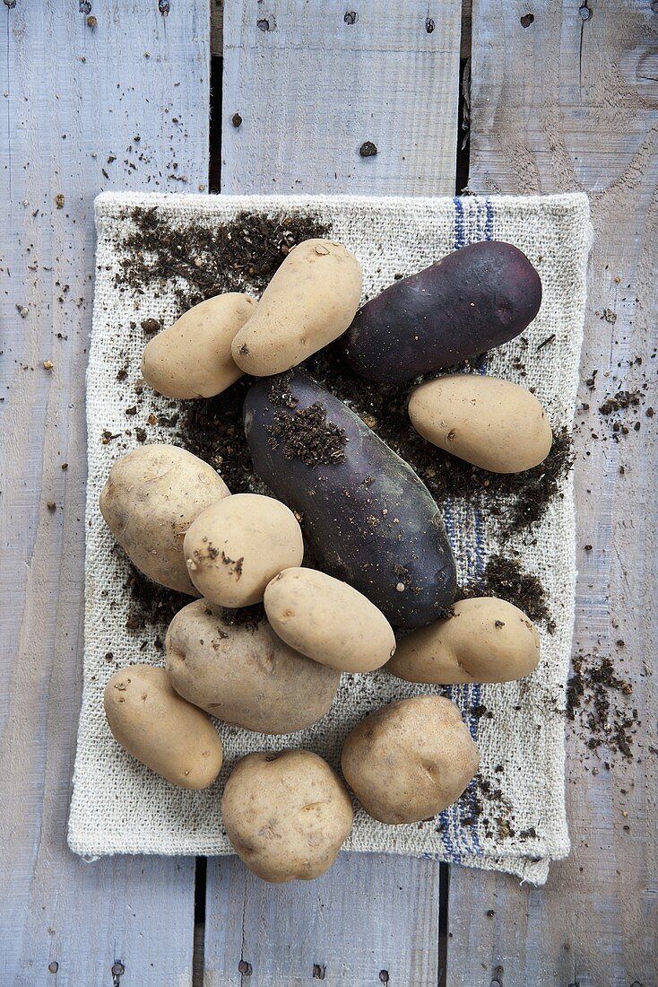 Verschiedene Kartoffeln
