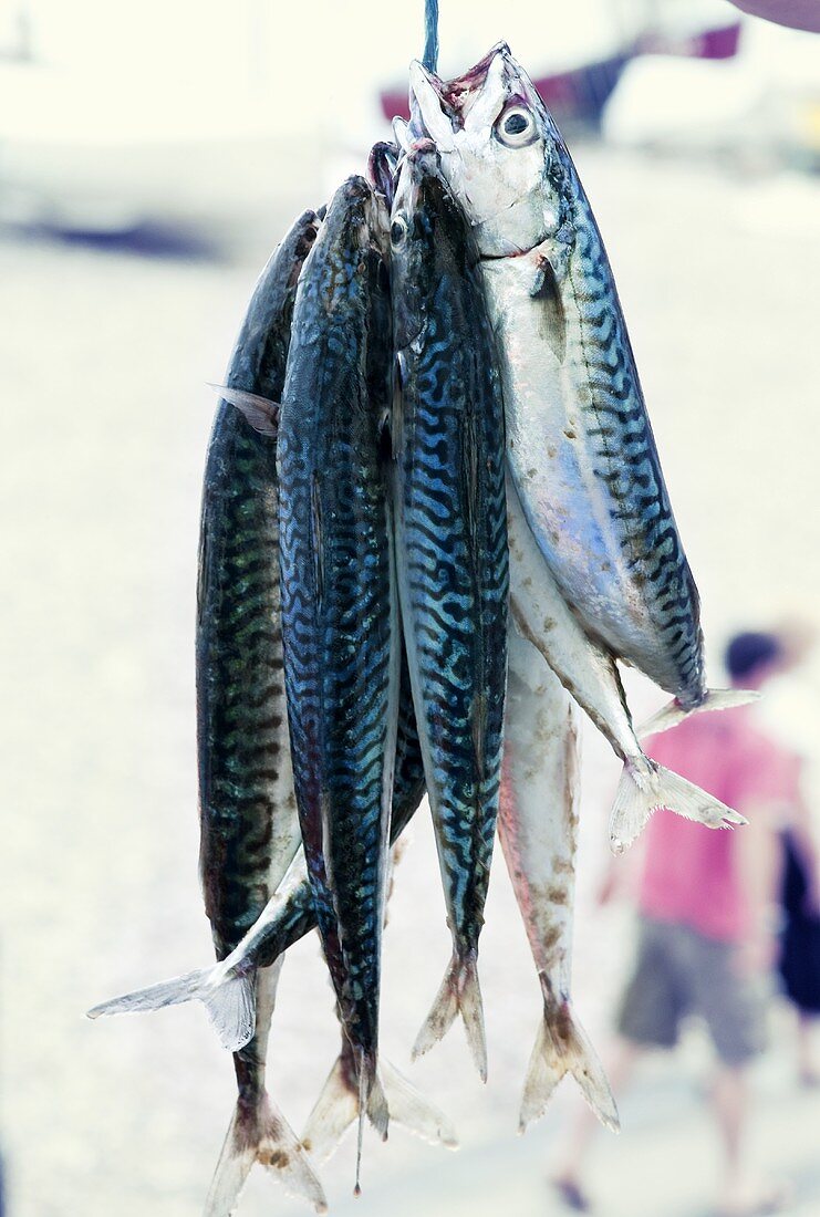 Fresh mackerels hung up