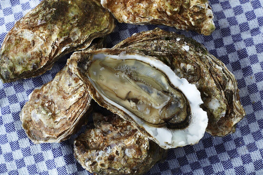 Fresh oysters on a checked cloth