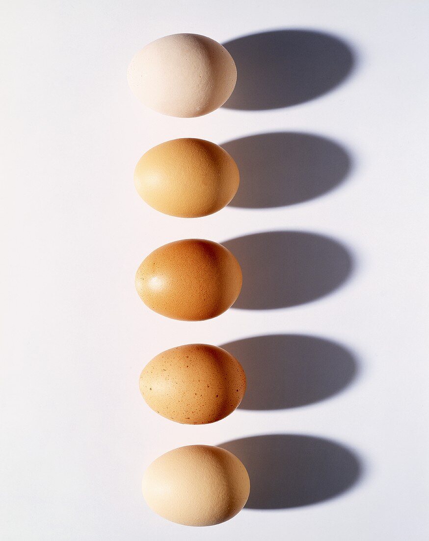 Reihe mit fünf braunen Eiern (Aufsicht)