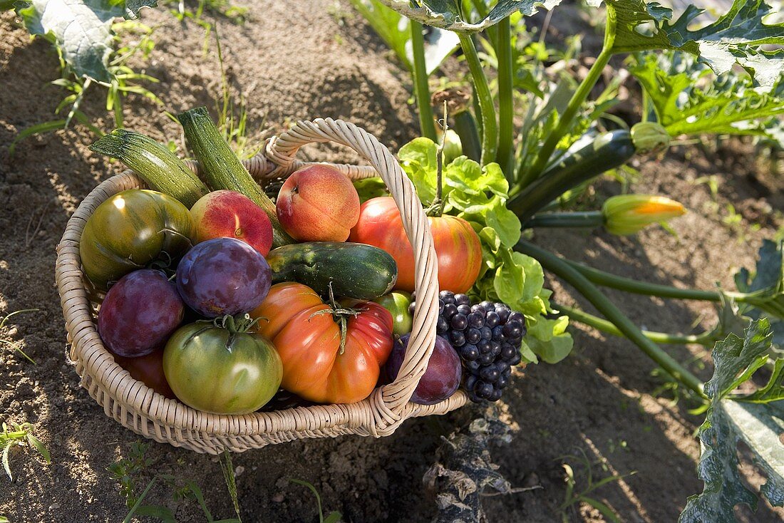 A basket of fresh fruit and vegetables from the garden