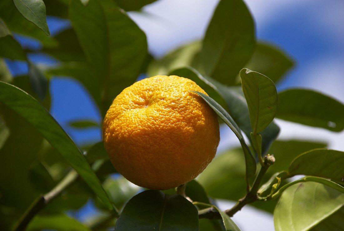 Mandarine am Baum (Close Up)