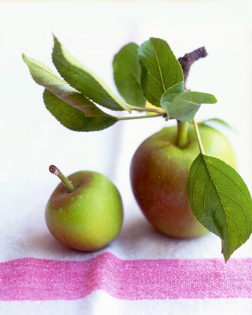 Gala Äpfel mit Blättern