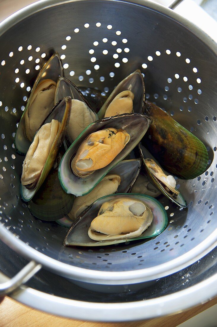 Frische Miesmuscheln im Küchensieb