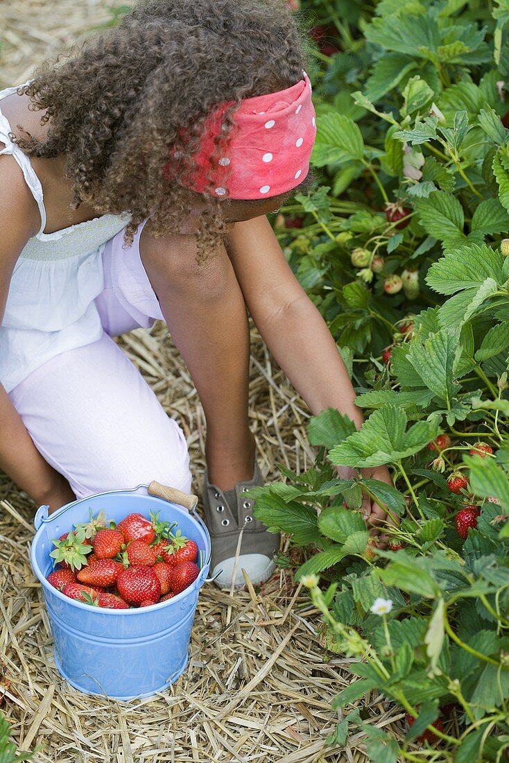 Mädchen pflückt Erdbeeren im Erdbeerfeld