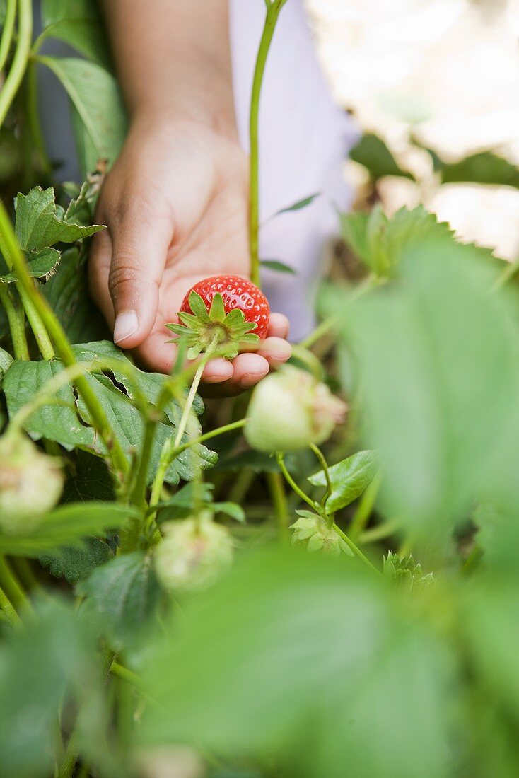 A child's hand holding strawberries on a plant