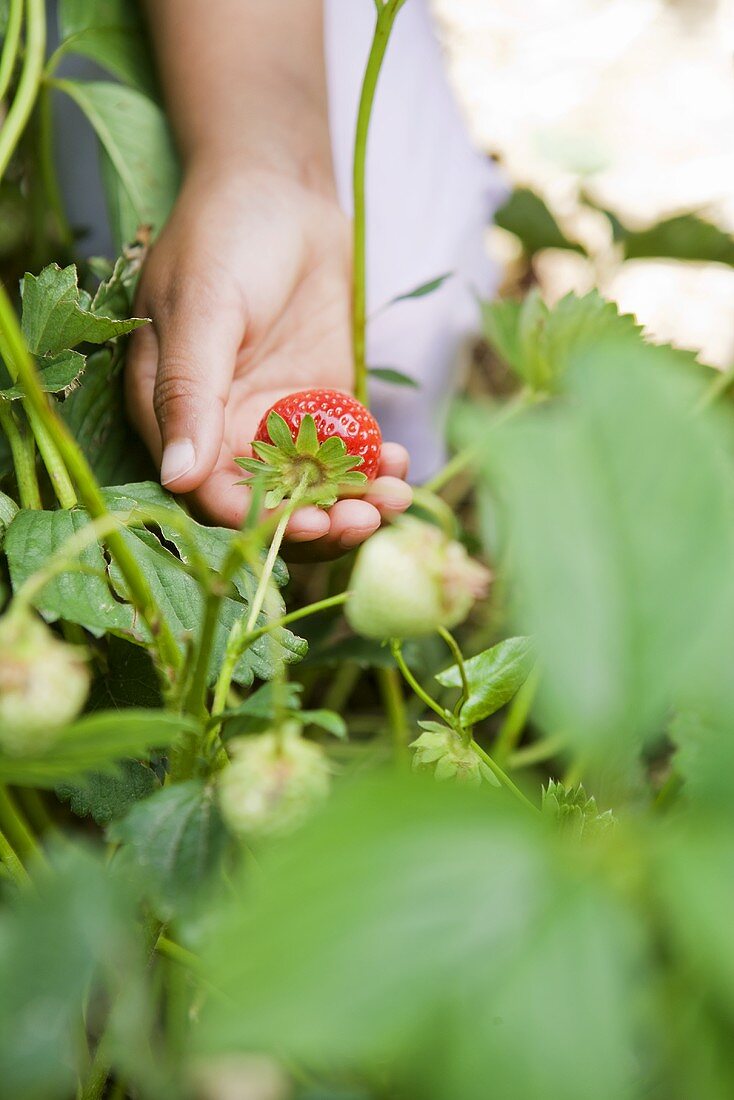 Kinderhand hält Erdbeere an der Pflanze