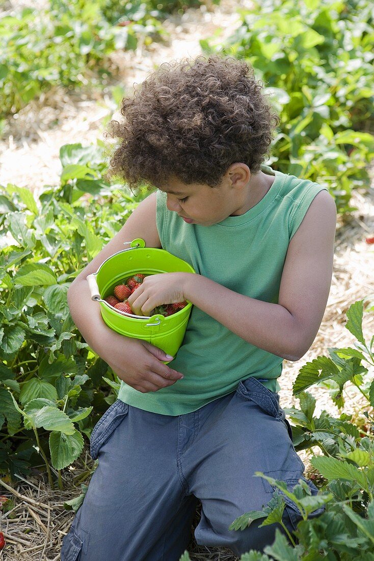 Kleiner Junge hält Eimer mit Erdbeeren auf dem Erdbeerfeld