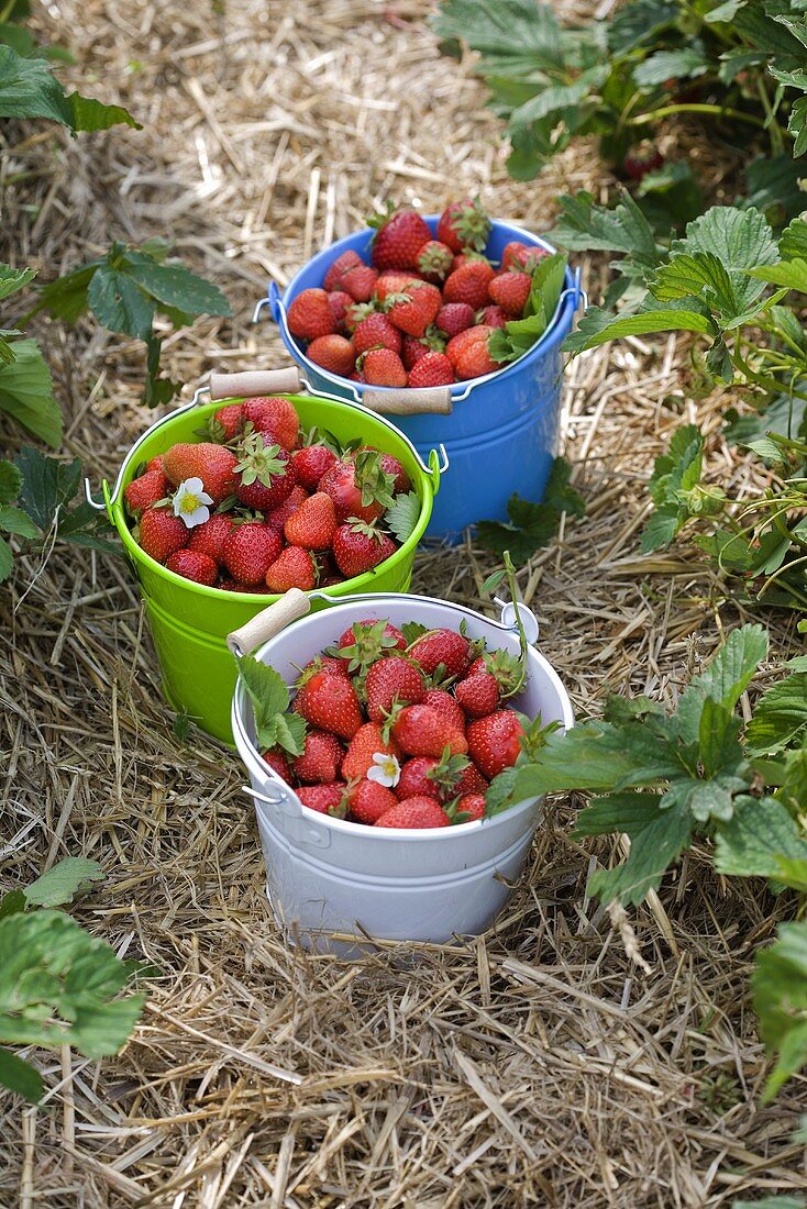 Drei Eimer mit frisch gepflückten Erdbeeren auf dem Erdbeerfeld