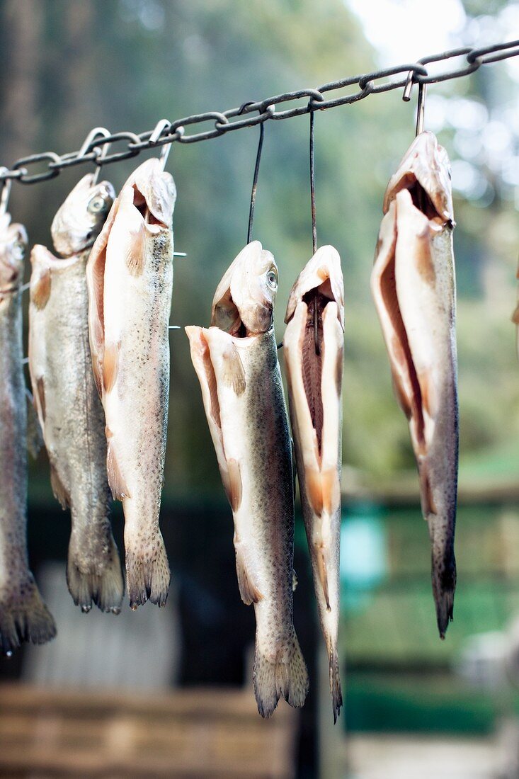 Gutted fish hanging from hooks – License Images – 457515 ❘ StockFood