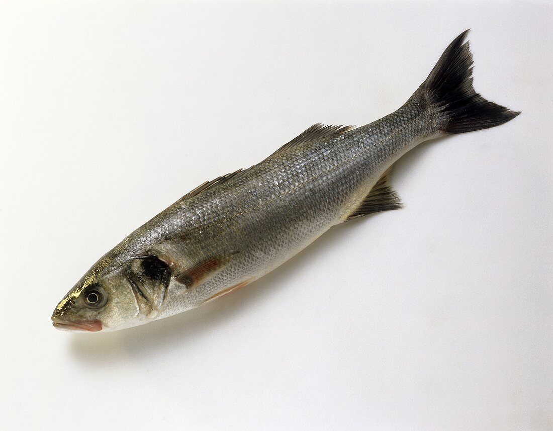 Sea bass