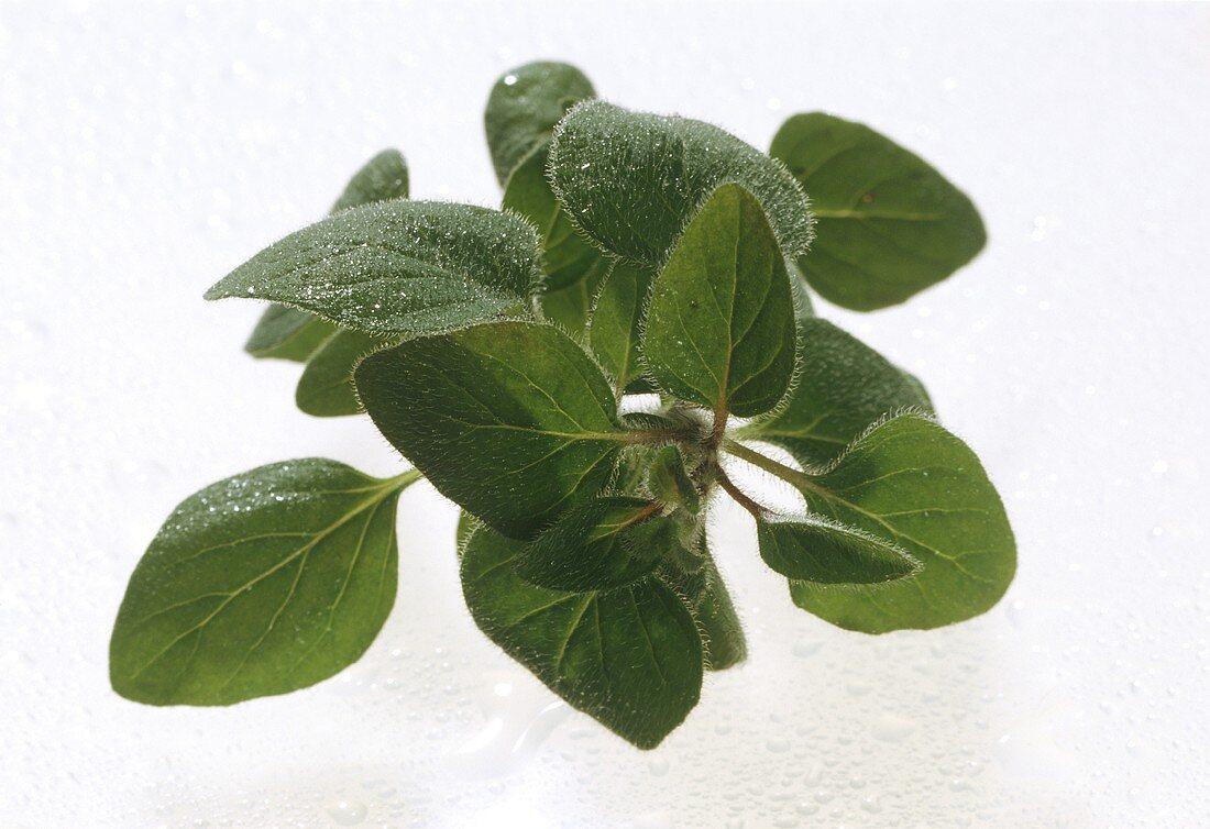 Marjoram