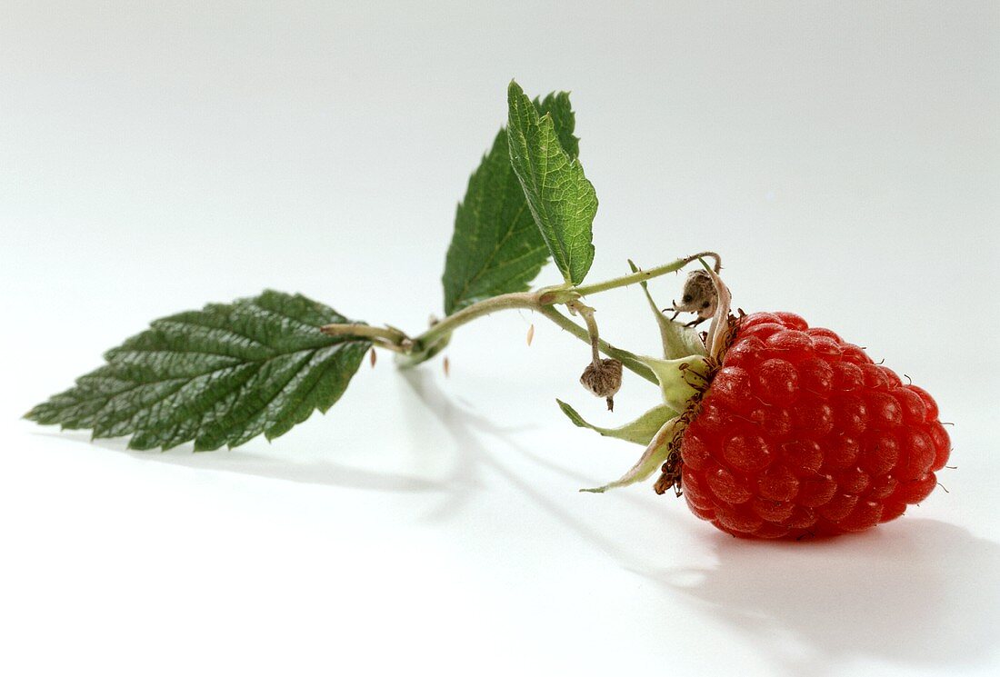 Raspberry with Stem & Leaves