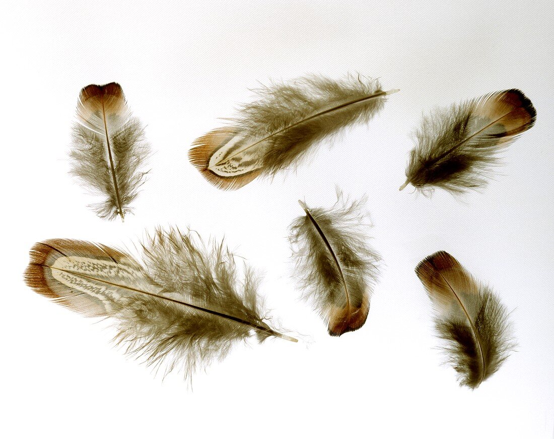 Pheasant Feathers