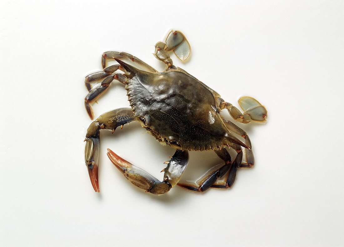 Common edible Crab