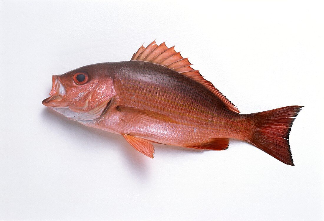 Red Snapper