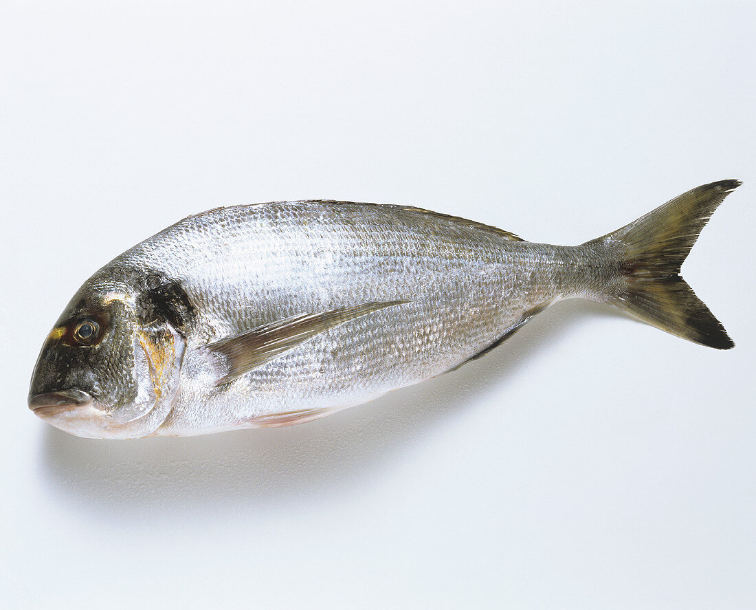 Sea bream