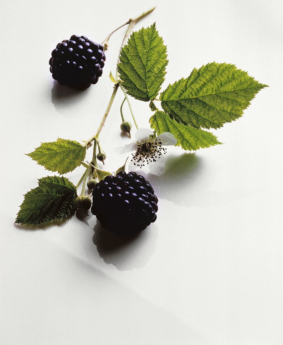 Fresh Blackberries on the Stems